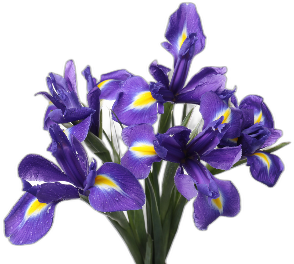 Irises