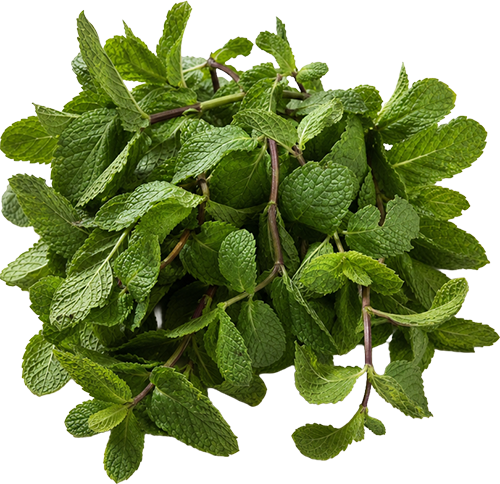 Mint