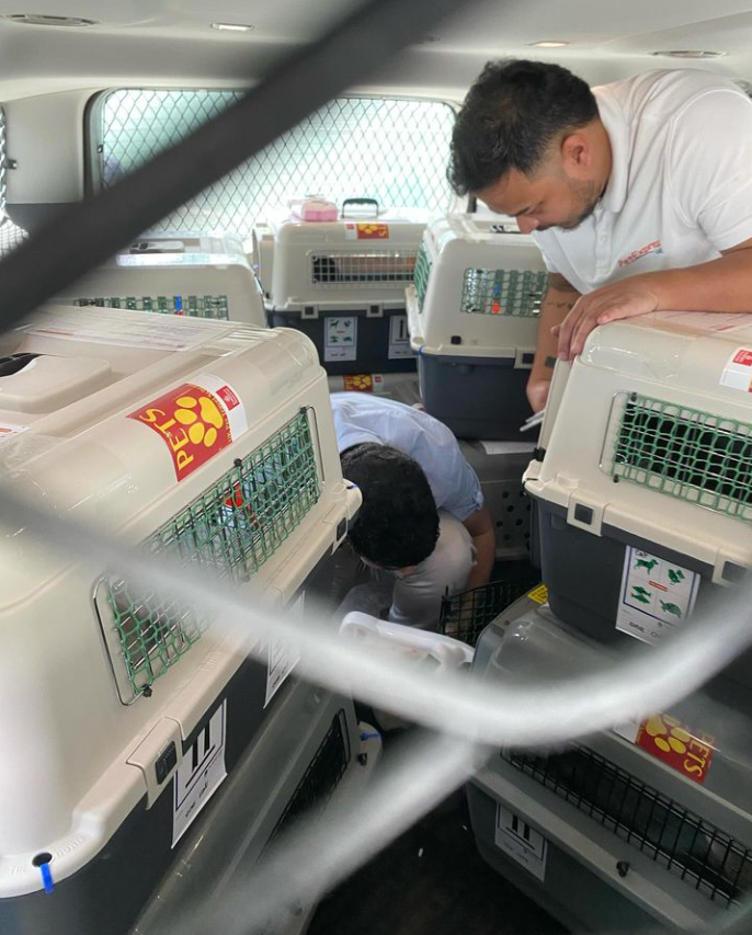 Professional pet relocation team preparing travel crate for safe pet transport in Dubai UAE