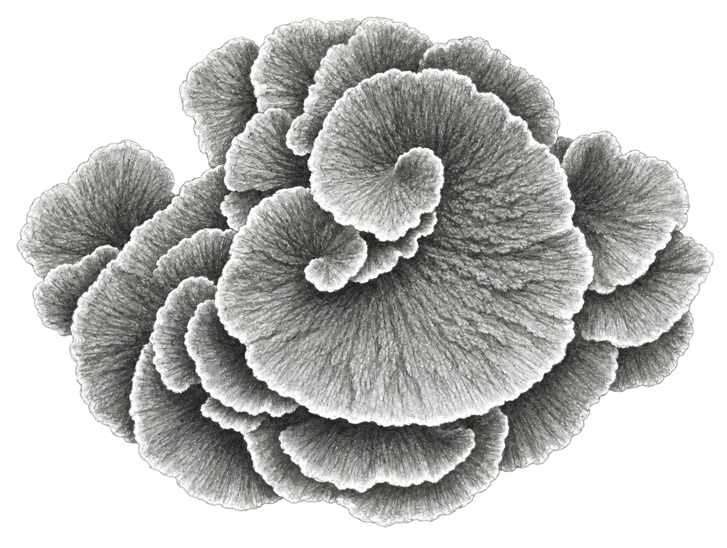 Coral line drawing