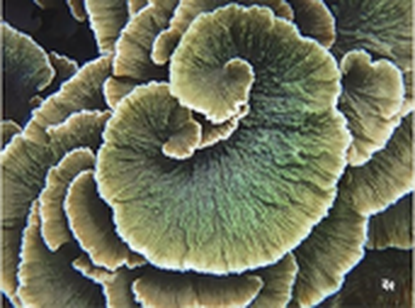 Coral
