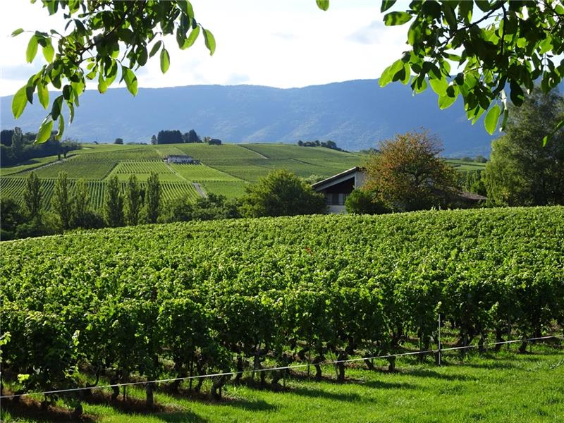 The Geneva Vineyards: A Day Among the Vines