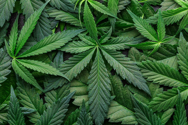 Sustainable Hemp-Blended Bioplastics Now In Stock