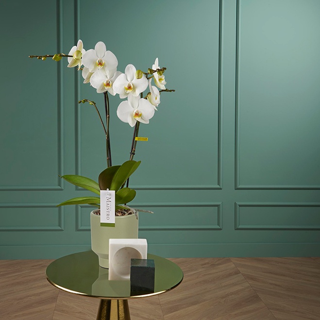 Orchidee