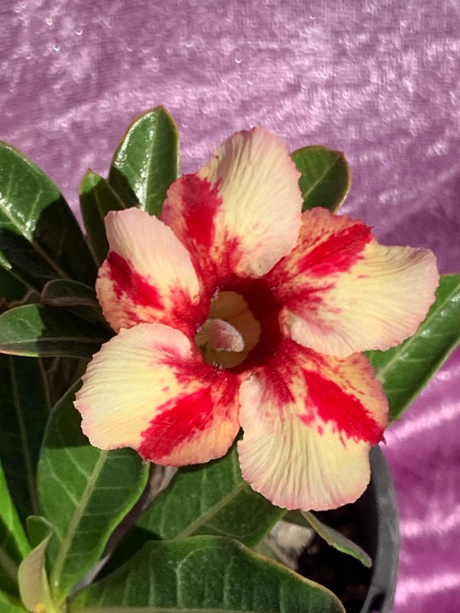 Desert roses