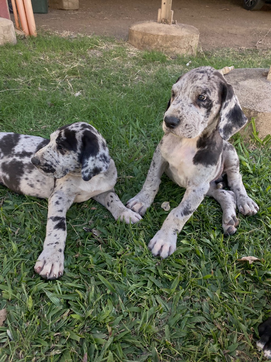 Great Dane puppies