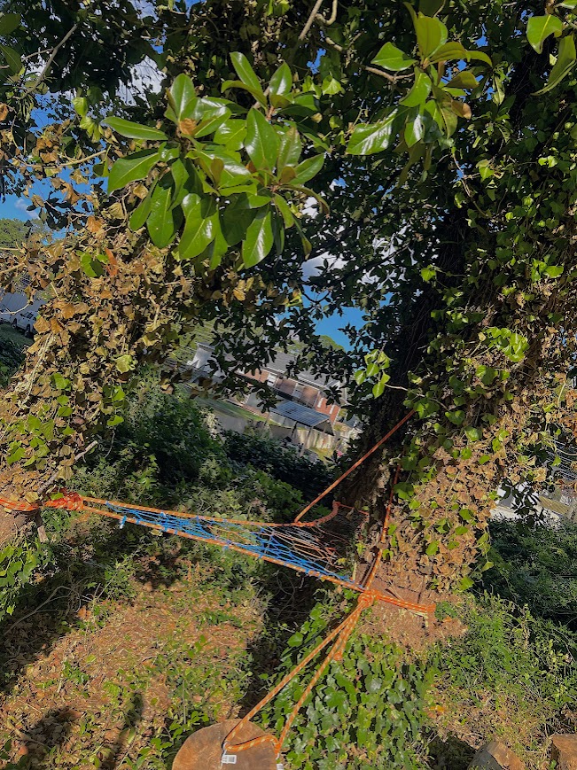 Orange and blue netting tensioned between two backyard trees