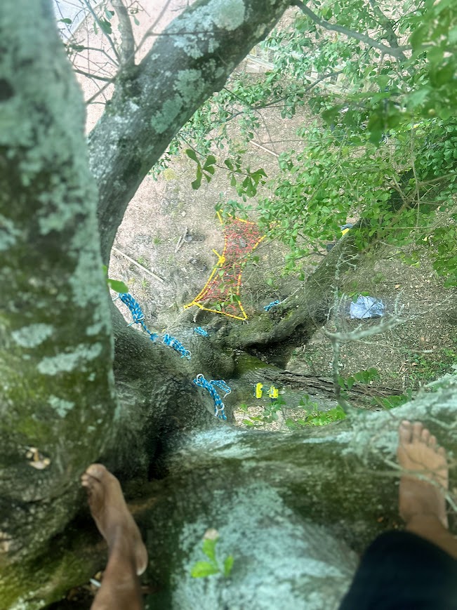 Looking down from the branches at a red-and-yellow net