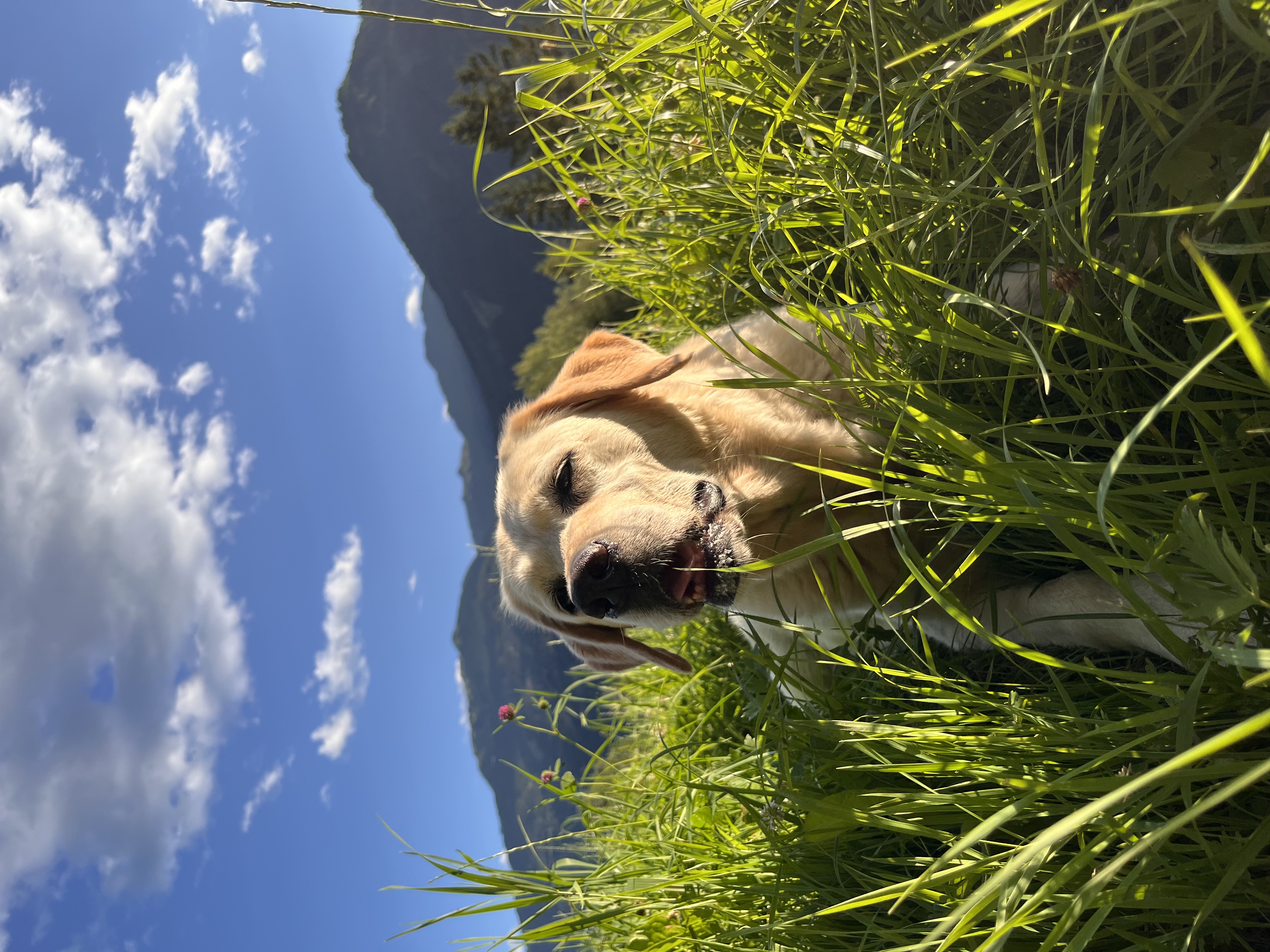 Seniorhund Liberty