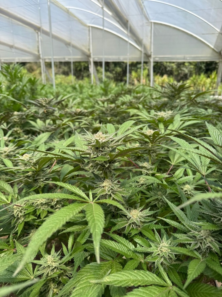 Anutea Corp cannabis greenhouse cultivation in Colombia