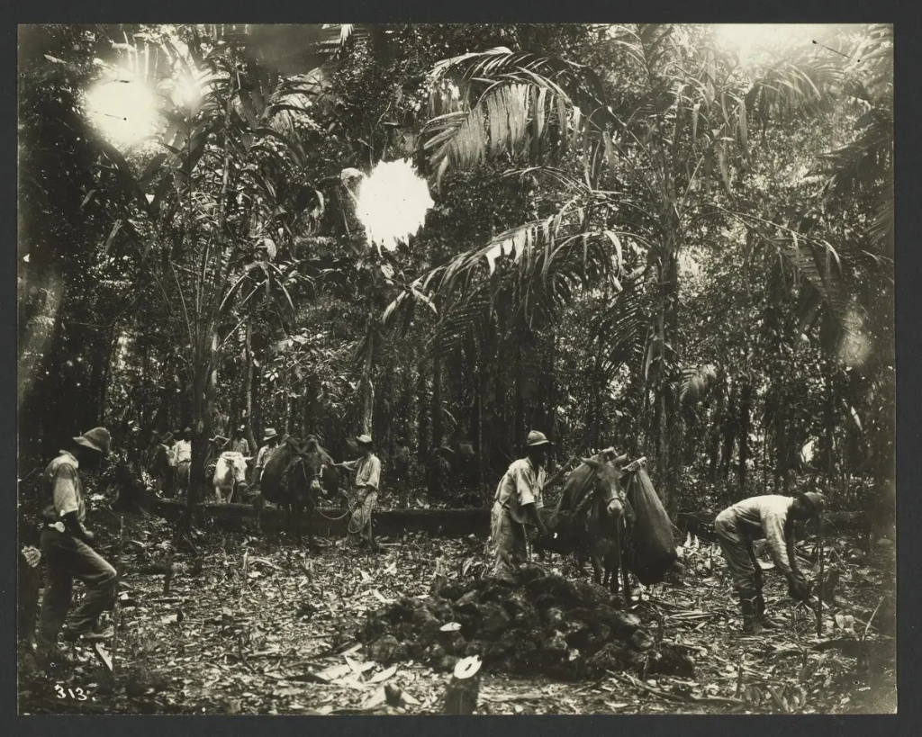 Workers clearing dense jungle for United Fruit Company operations in Costa Rica