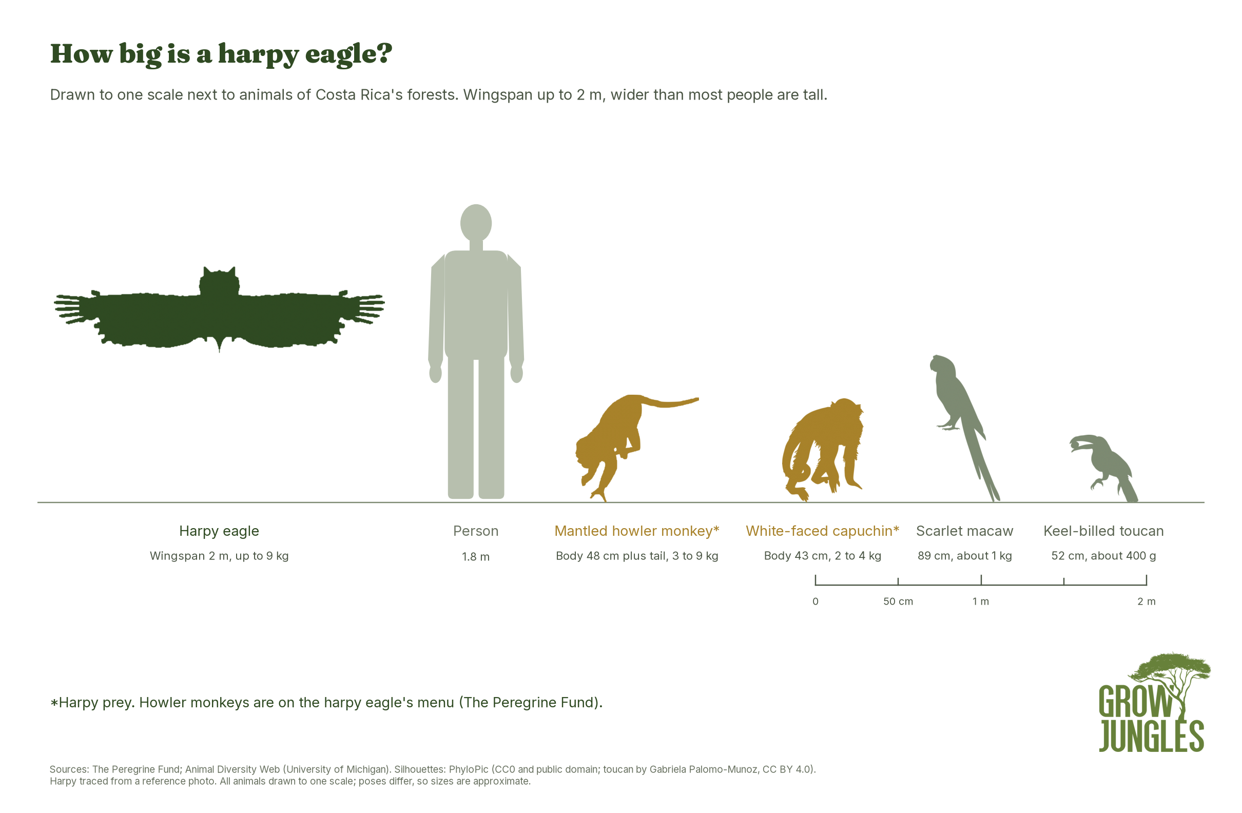 Size comparison drawn to one scale: a harpy eagle with wings spread beside a person, a howler monkey, a capuchin monkey, a scarlet macaw and a keel-billed toucan