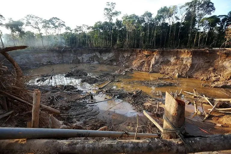 Failures In Rainforest Conservation Efforts We Must Learn From!