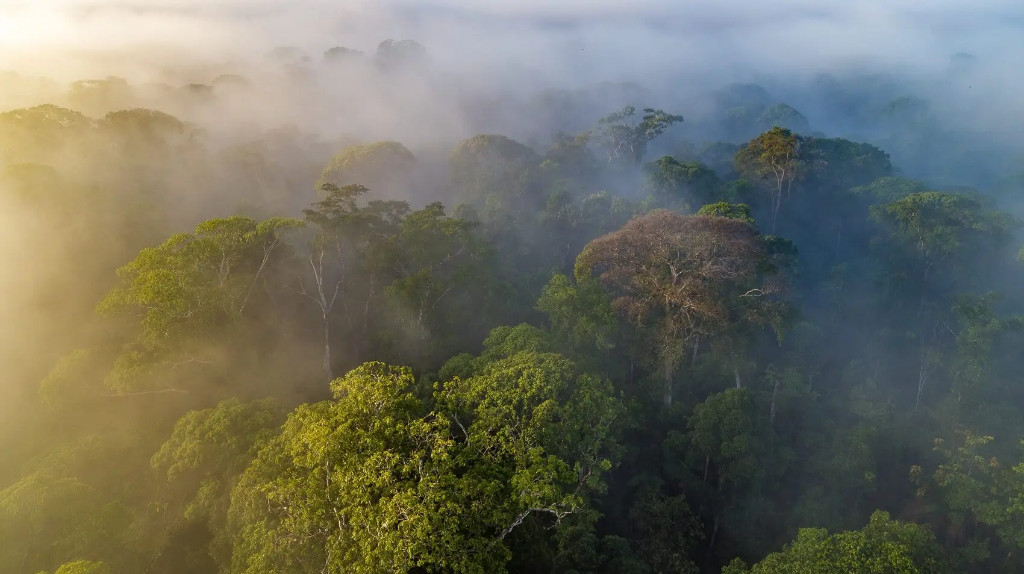 Grow Jungles - Own Conservation