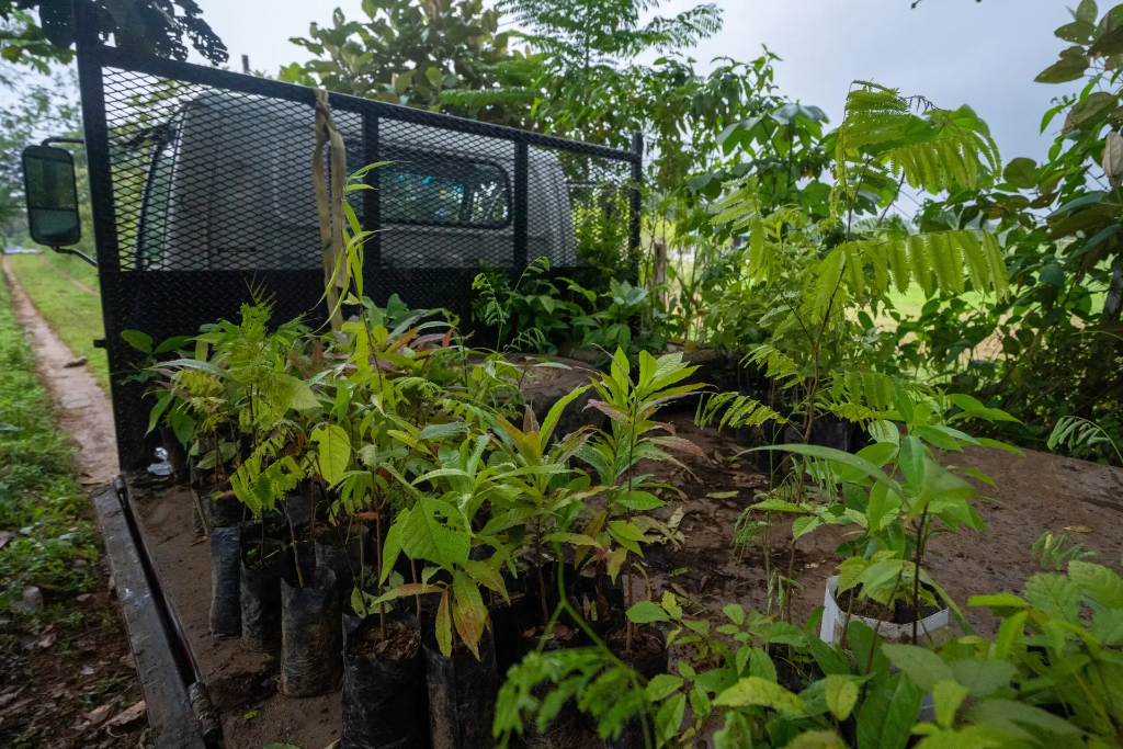 Successful Reforestation Project in Osa Peninsula
