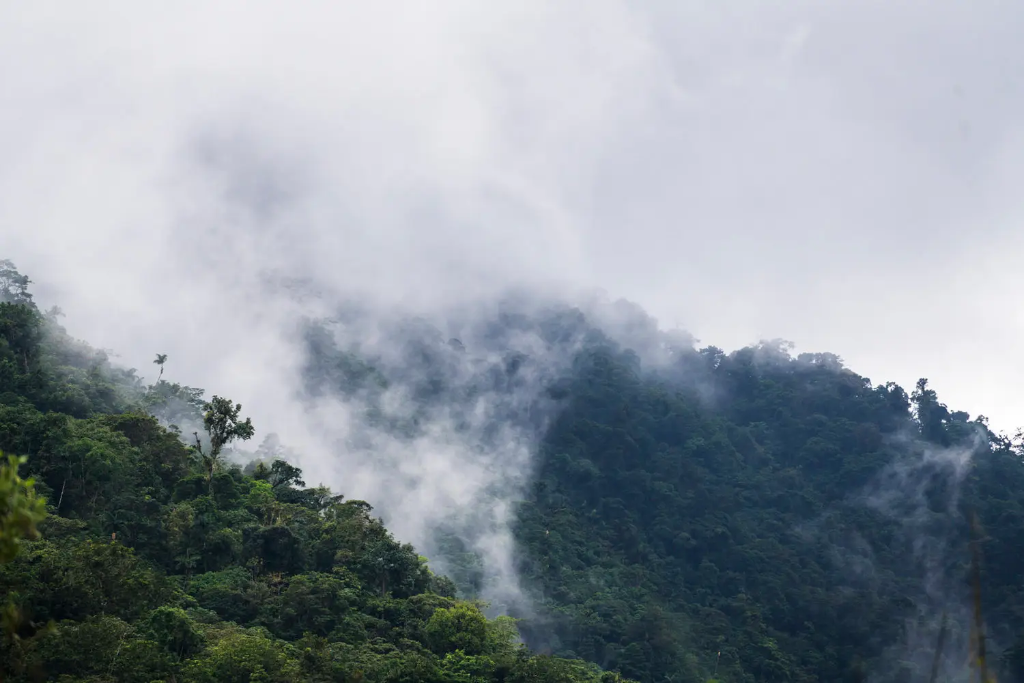 Lush cloud forest landscape with mist rising through dense vegetation