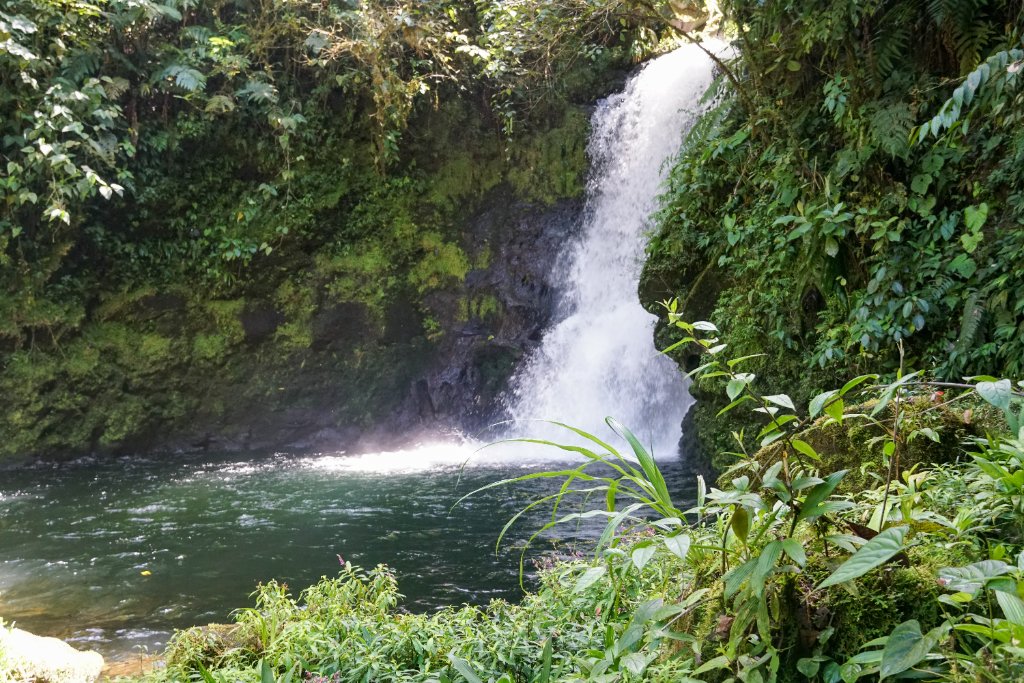 La Danta Salvaje - Image 1