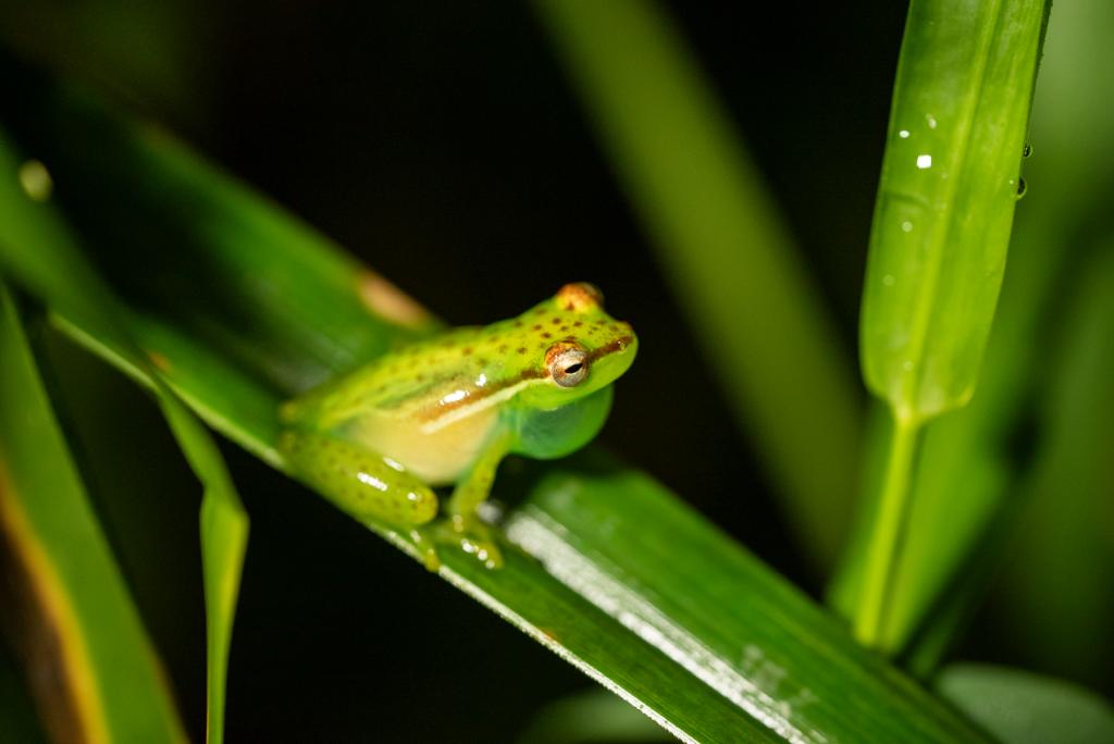Discovery and Conservation of the Tlalocohyla Celeste: A New Leap in Costa Rican Biodiversity