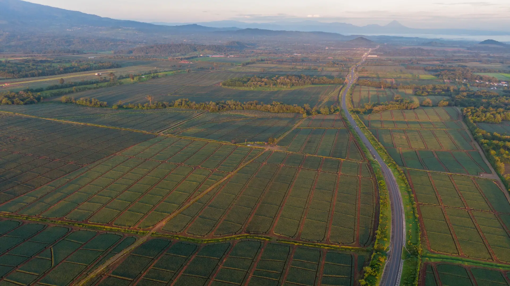 Landscape view of extensive pineapple plantation operations across Costa Rican countryside