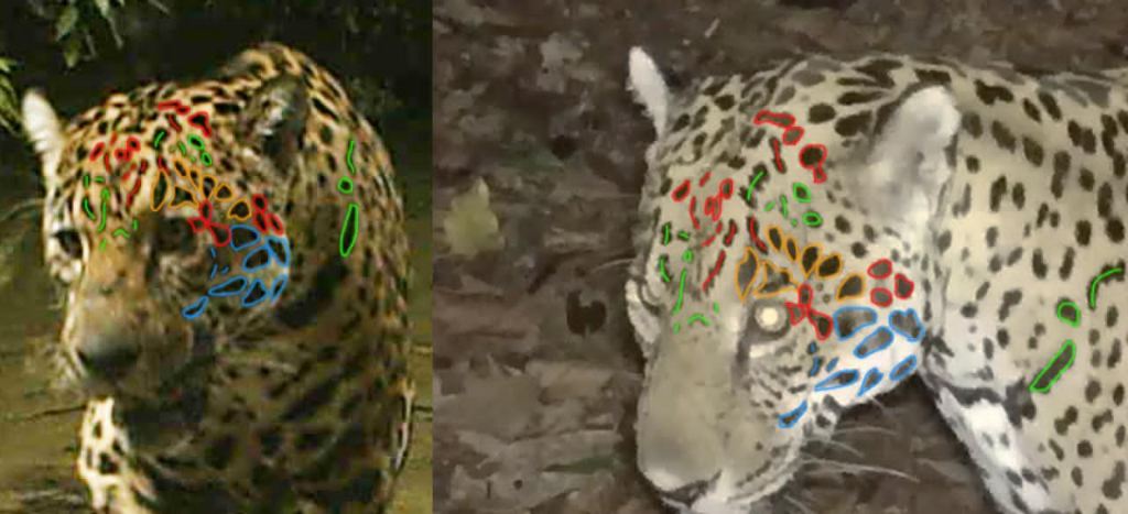 Jaguar rosette pattern identification comparison showing how individual jaguars are identified by their unique markings