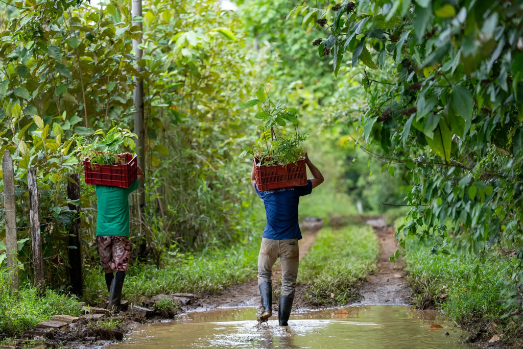 Reforestation In Osa Peninsula