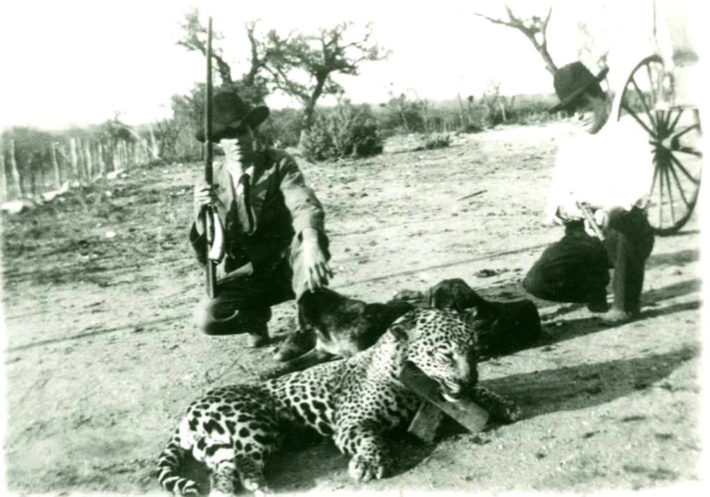Rancher and jaguar carcass in South Texas landscape, historical archive