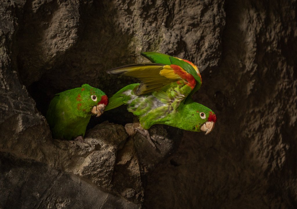 Great Green Macaws in Costa Rica