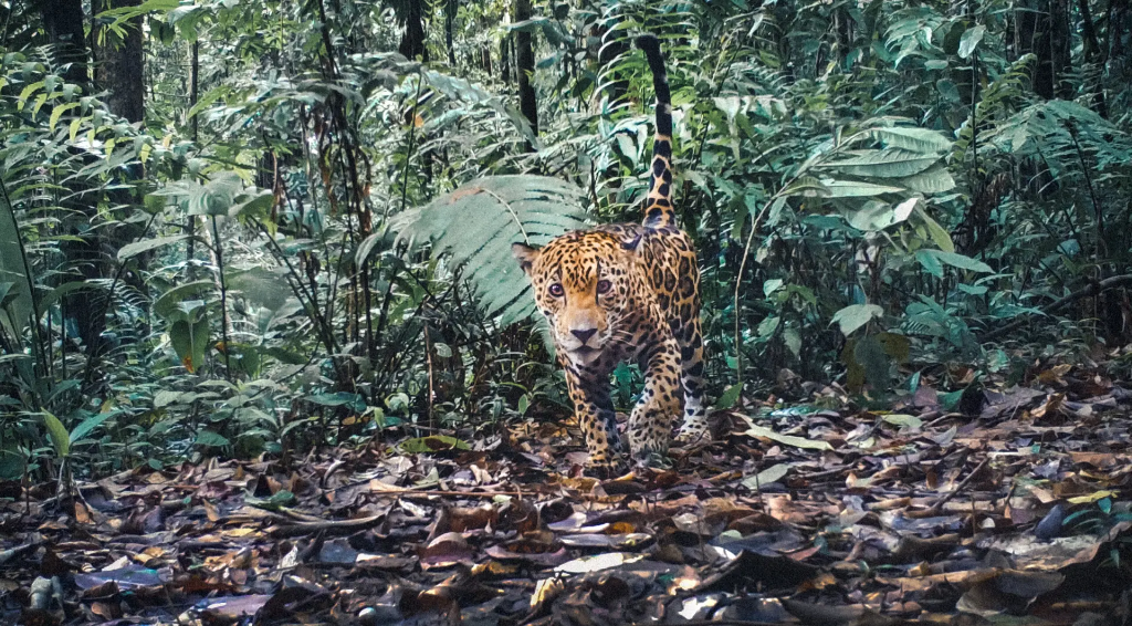 Documenting Jaguar Territories