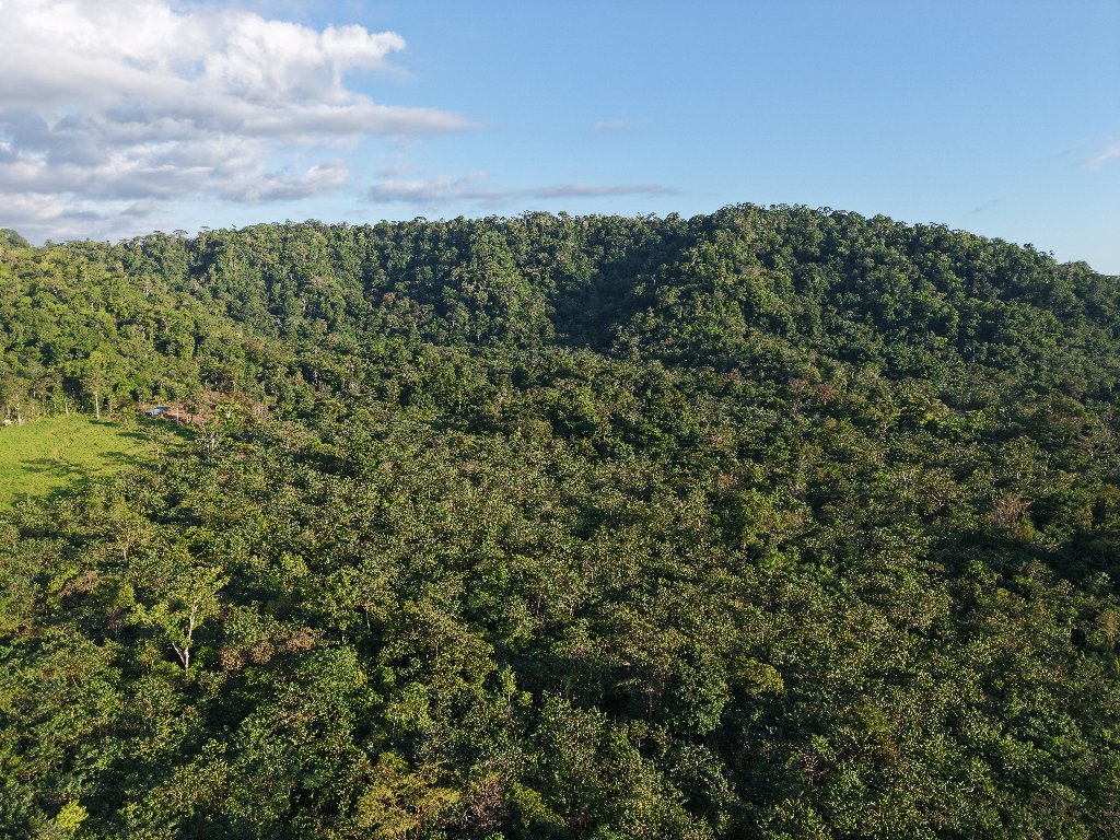 Aerial view of primary rainforest