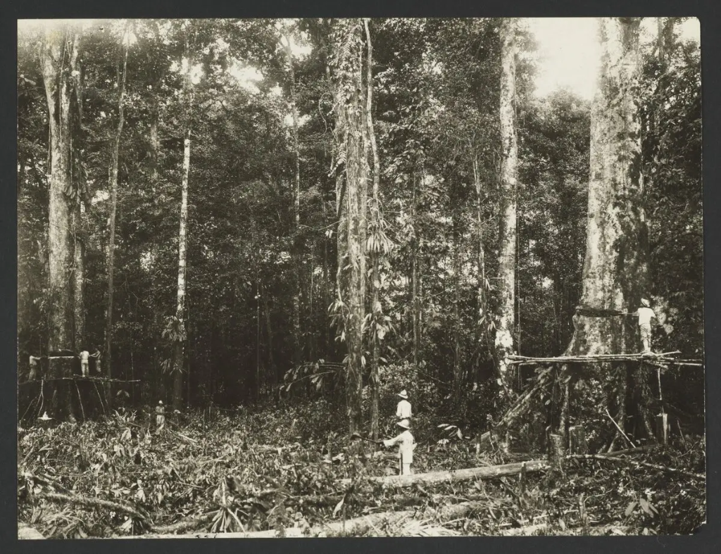 The History and Impact of the United Fruit Company in Costa Rica