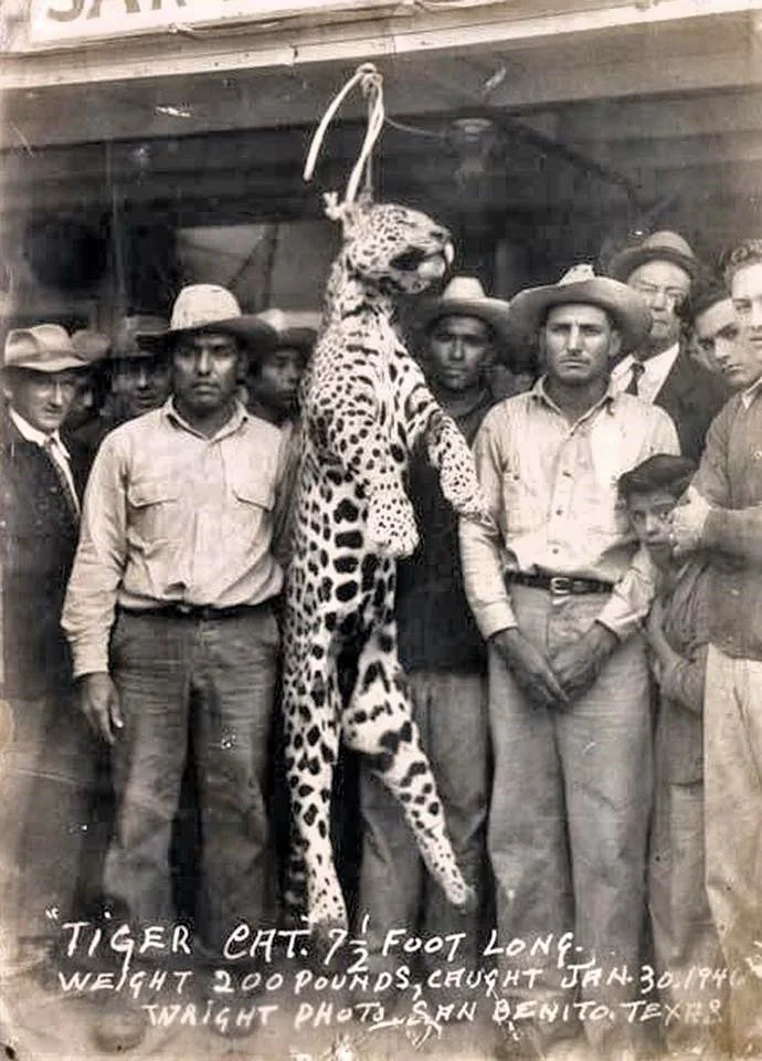 Historic record: Large male jaguar killed near Benito, Texas, January 30, 1946. Weight 200 pounds.