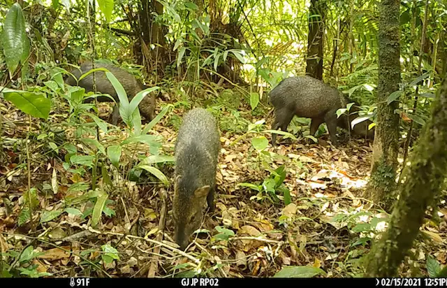 Wildlife Population Monitoring