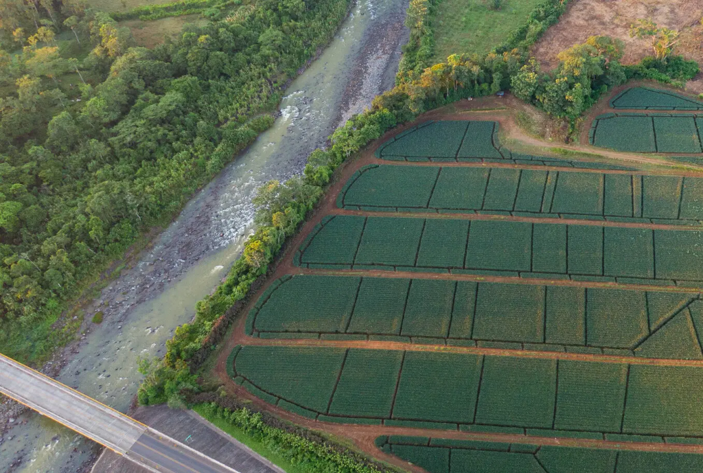 Environmental Impacts of Pineapple Plantations in Costa Rica