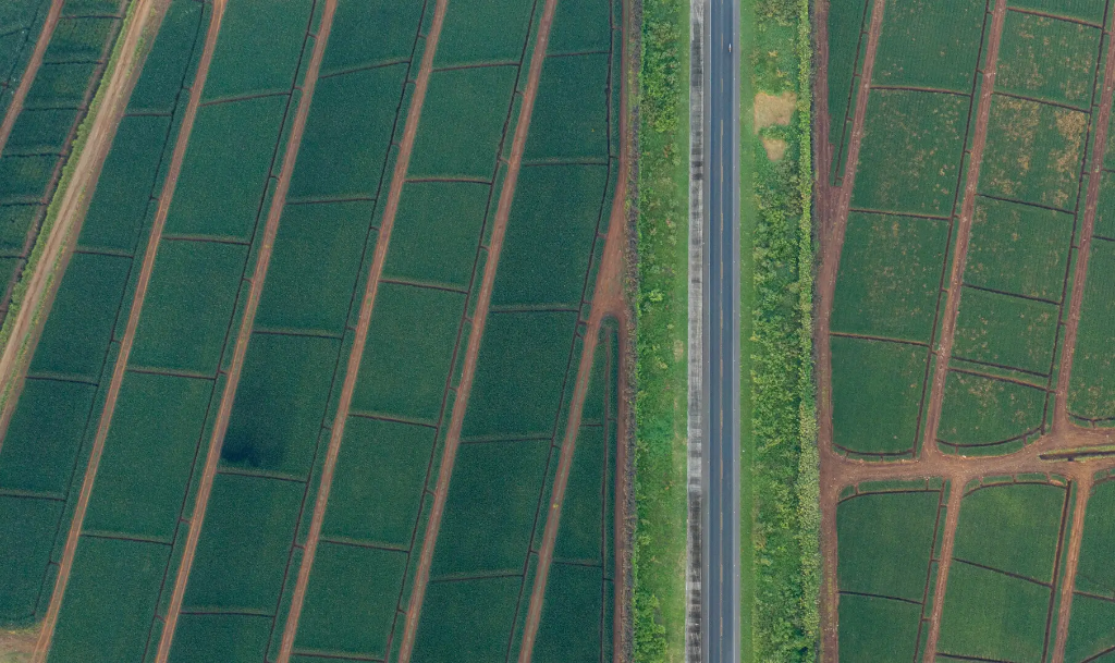 Aerial view of pineapple plantation rows showing monoculture grid pattern