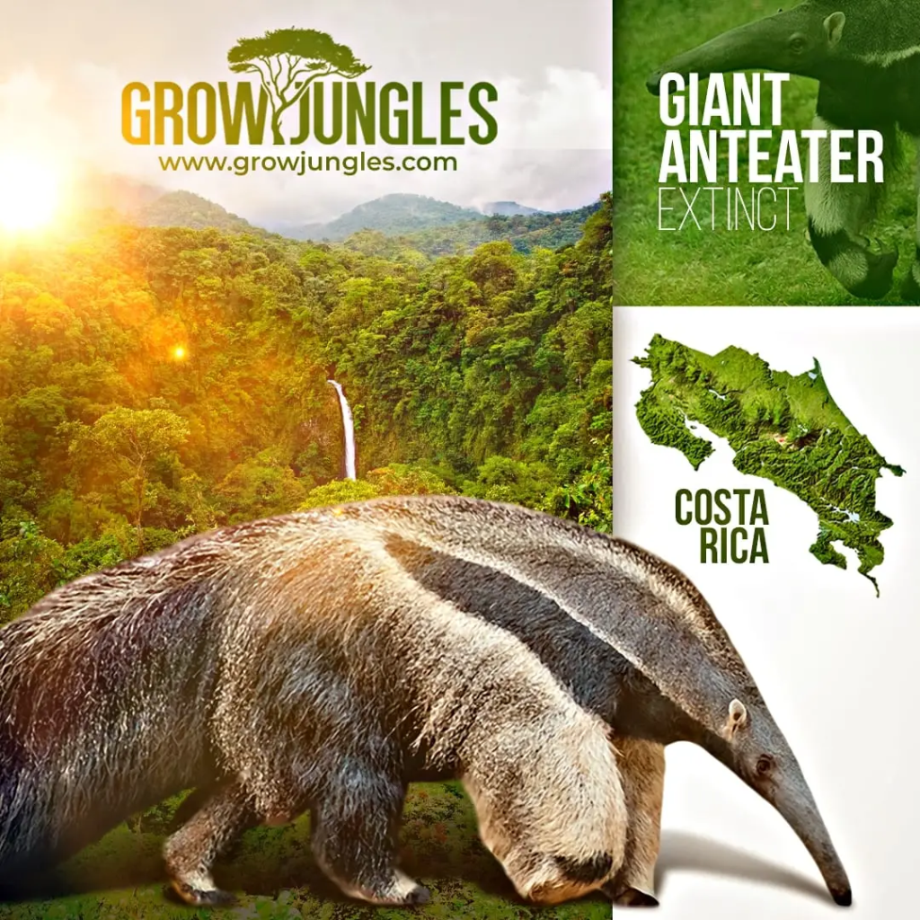 The Extinction of the Giant Anteater (Myrmecophaga tridactyla) in Costa Rica