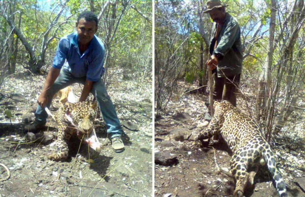 Tico Haroutiounian with jaguars in the field