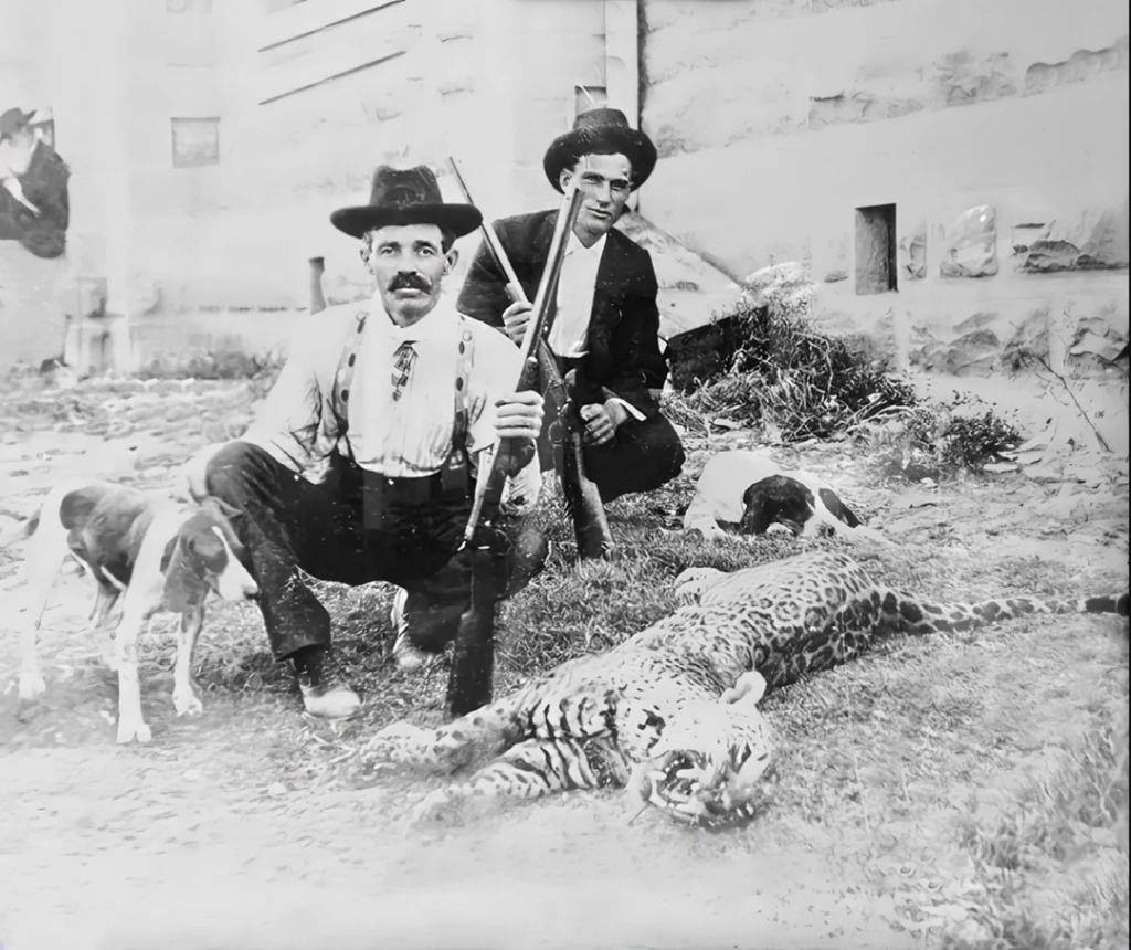 Hunters with killed jaguar, early 1900s South Texas