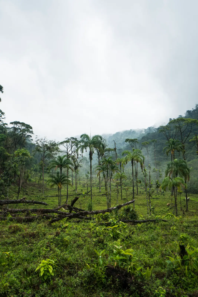 Recovering forest ecosystem with regenerating vegetation and scattered palms