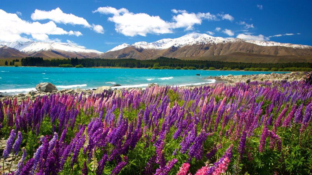 Lake Tekapo in spring with lupines, turquoise water and snow-capped Southern Alps, New Zealand