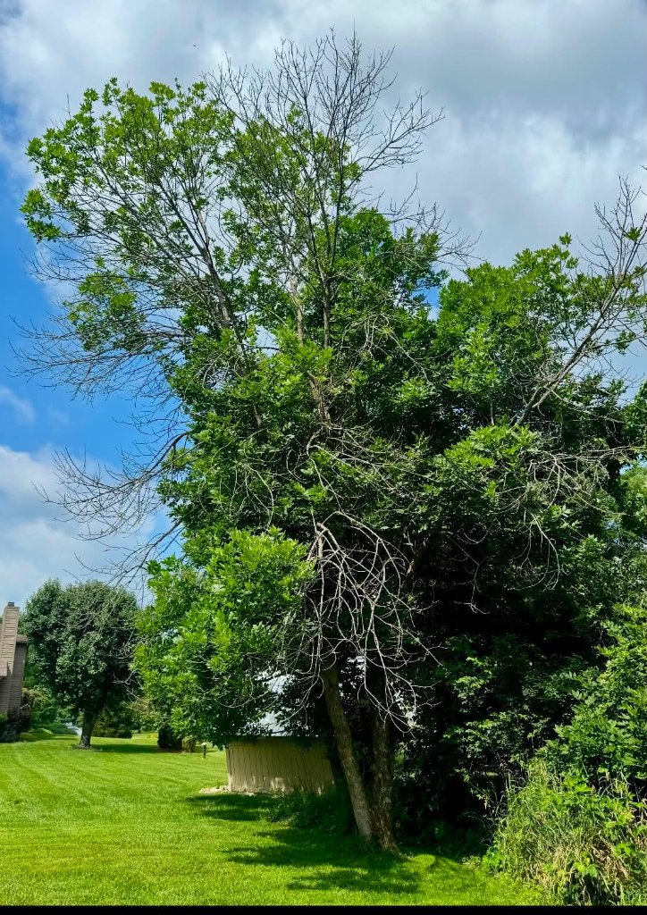 Tree Trimming & Pruning - Before