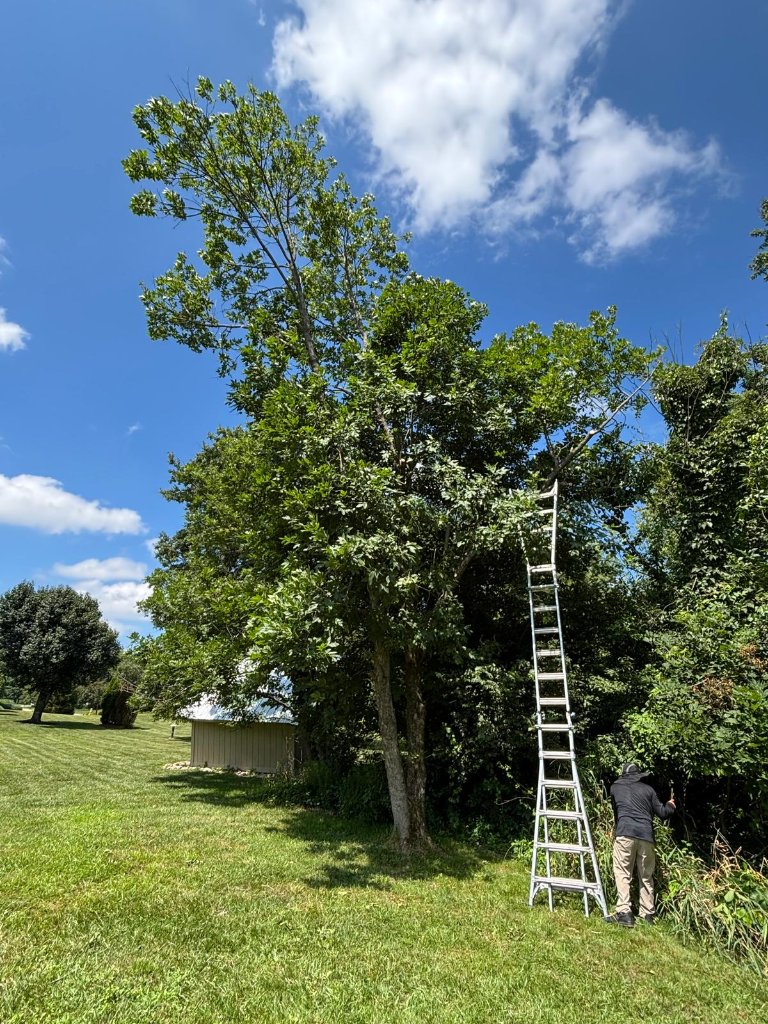 Tree Trimming & Pruning - After