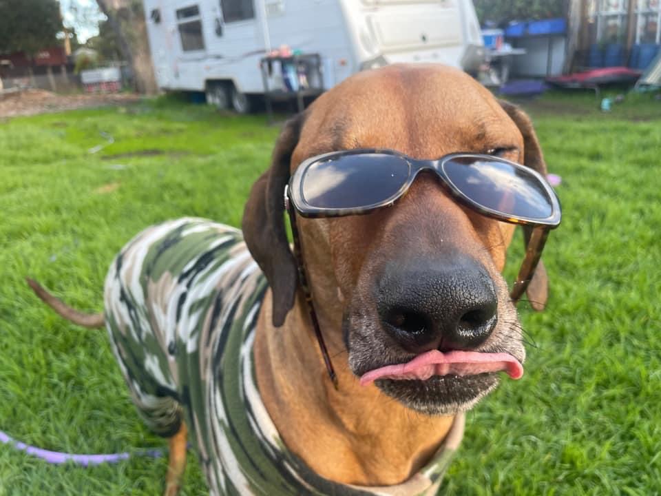 Ridgeback wearing sunglasses