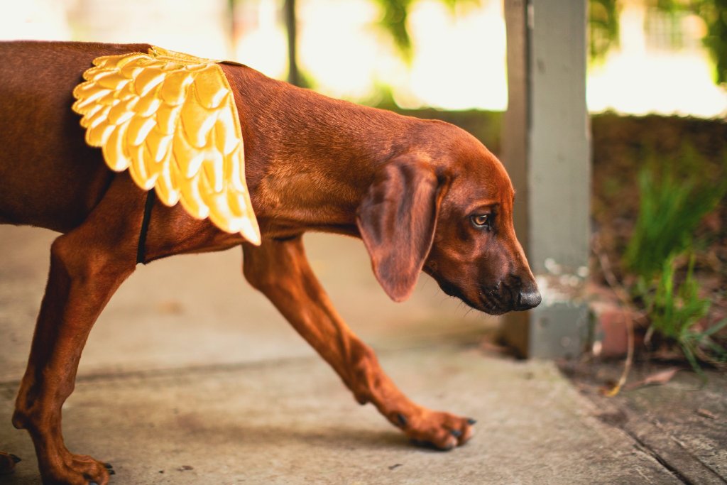 Ridgeback