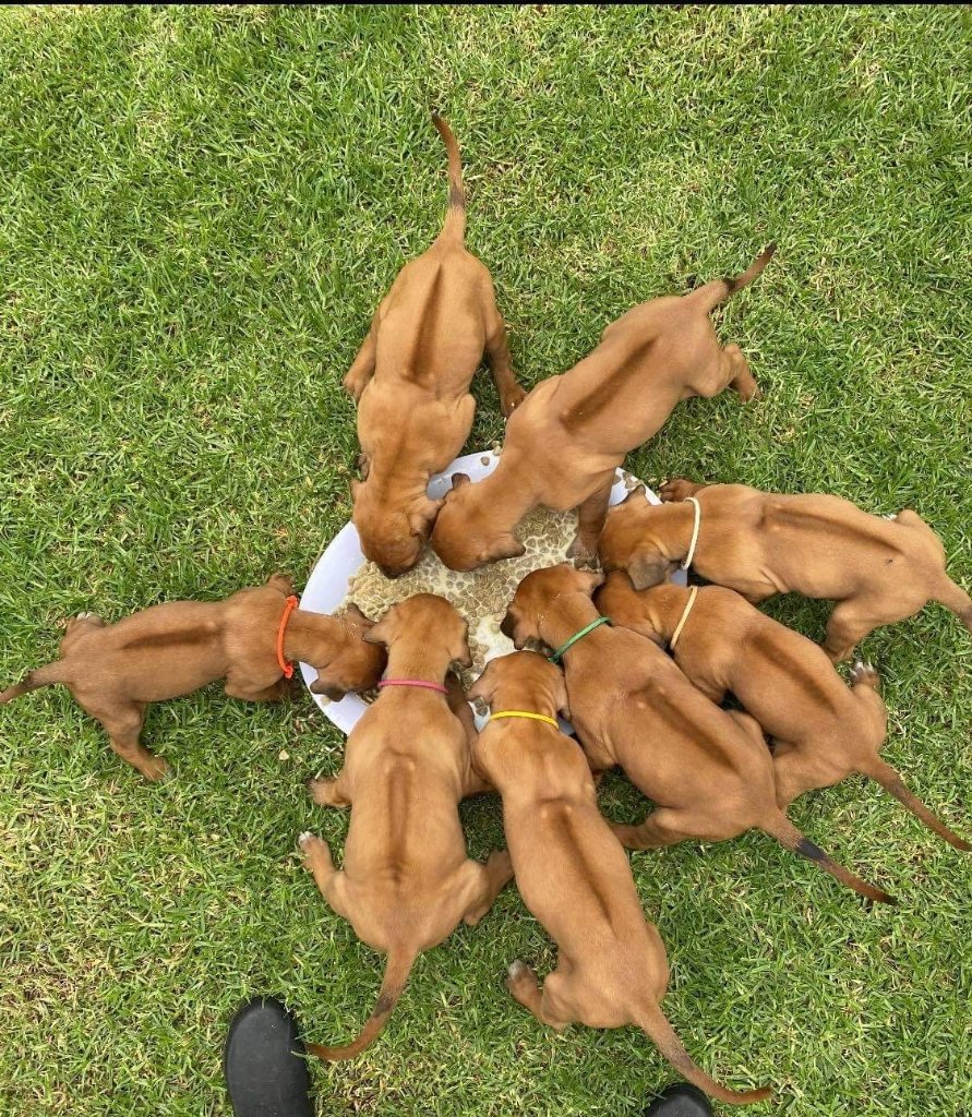 Ridgeback puppies eating together