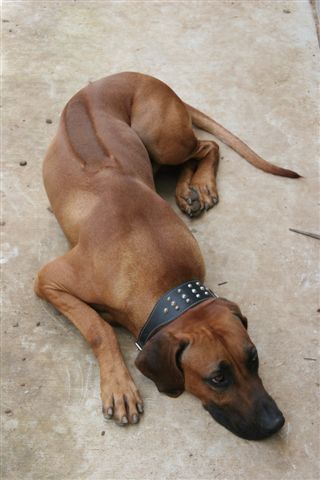 Ridgeback 4