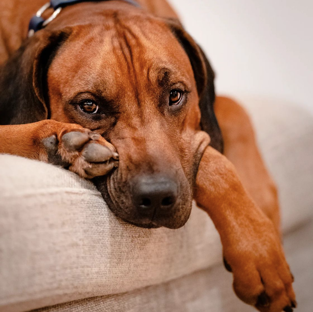 Ridgeback 2
