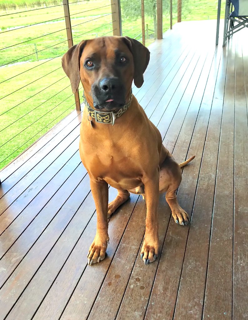 Ridgeback 3
