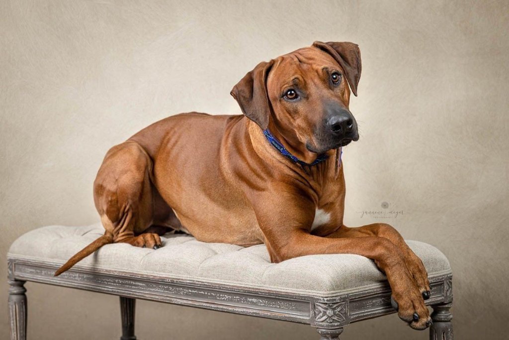 Rhodesian Ridgeback