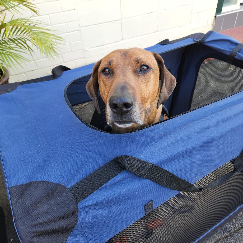 Ridgeback peaking out of a crate