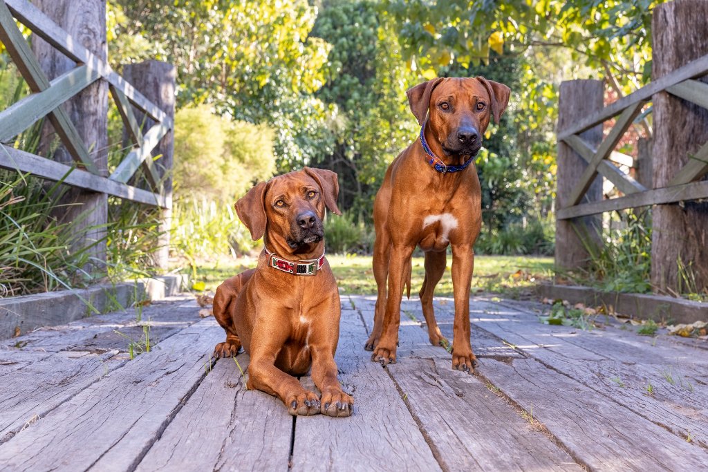 Rhodesian Ridgeback